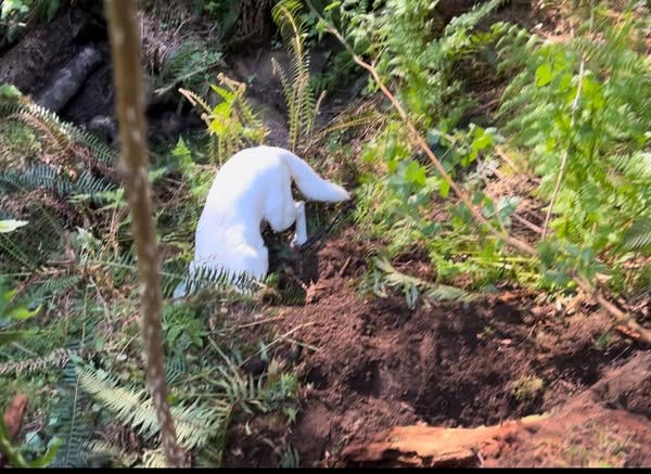 Halo the white dog digging into the side of a ravine for lost dog Billy