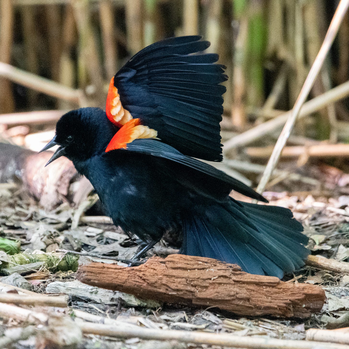 A male red-winged blackbird, red-and-yellow epaulets flaring, wings arched back