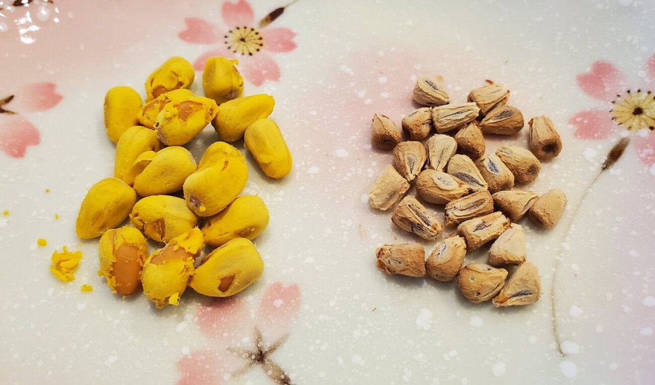 Brachychiton acerifolius [seeds - Newington] 20230507_123417 sml.jpg