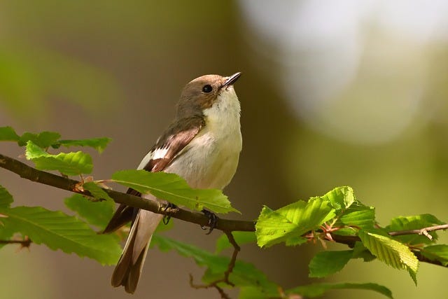 Free Pied Flycatcher Sunrise photo and picture