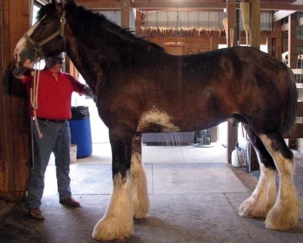 Clydesdale horse Clydesdale horse