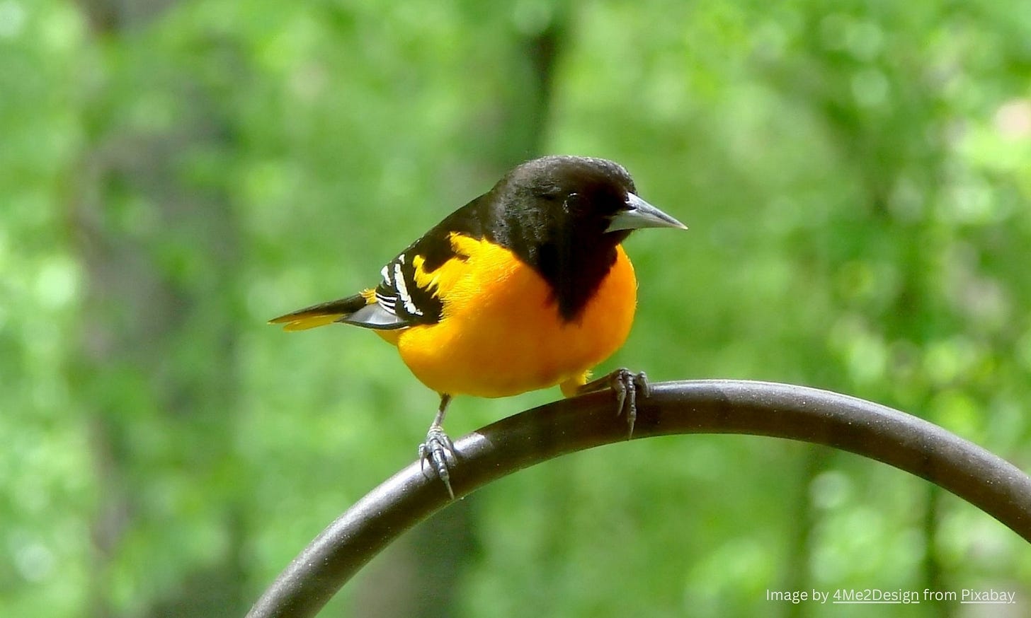 Orange and black oriole sitting on a curved iron bar with blurred trees in the background. Orange and black oriole sitting on a curved iron bar with blurred trees in the background.