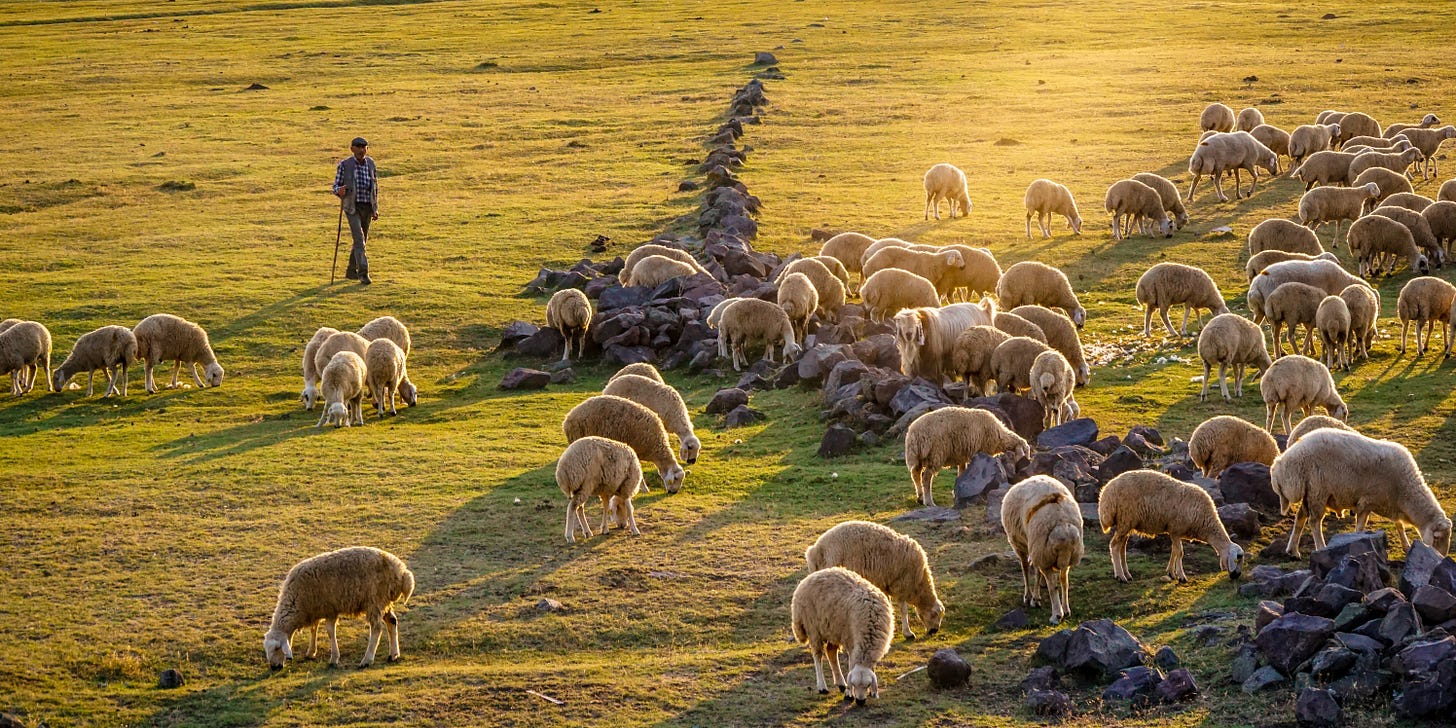 sheepfold sheepfold