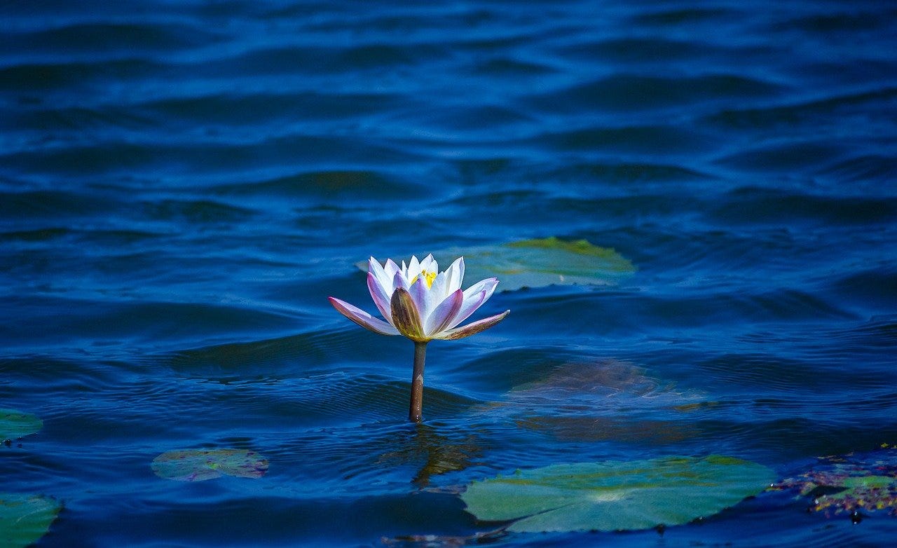 Free Lotus Nature photo and picture
