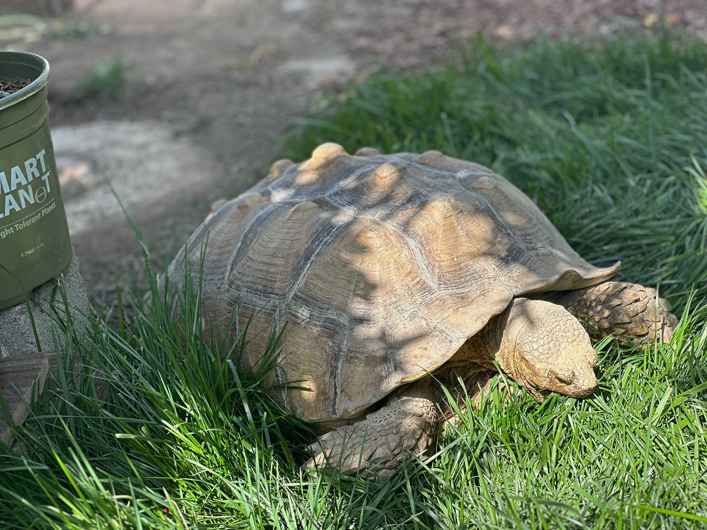 Ancient (big) tortoise demolishes green, green grass in great gobbles of sunshine-struck goodness