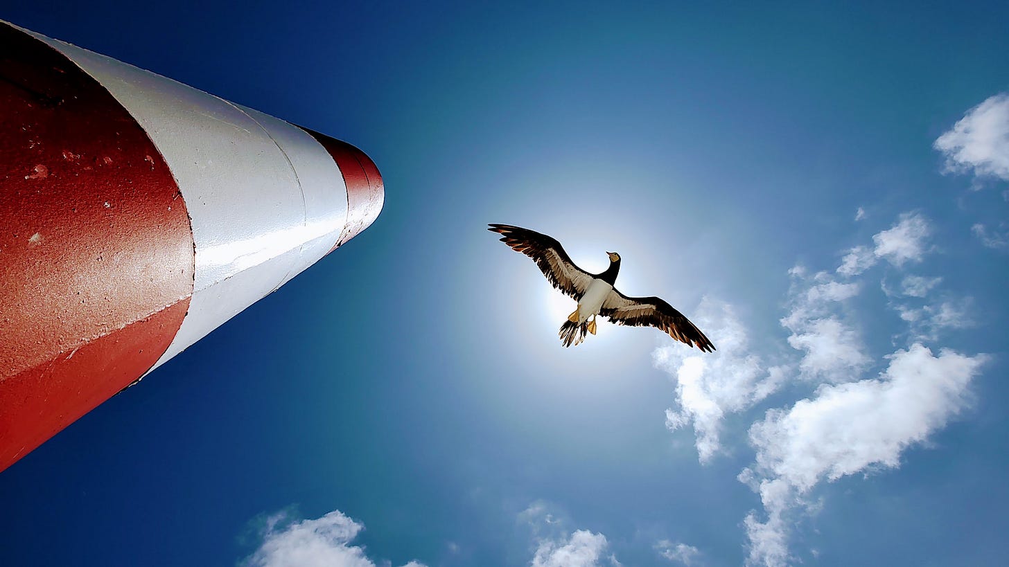 Atobá voando pelo farol em Arquipélago São Pedro e São Paulo