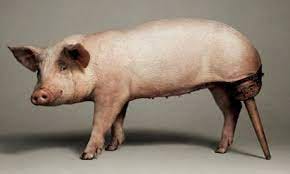 Passengers on Wrecked “Kameruka” Saved by a Pig -And that's no porkie! Or was it? By Shirley Jurmann Passengers on Wrecked “Kameruka” Saved by a Pig -And that's no porkie! Or was it? By Shirley Jurmann