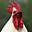 ChickenLips's avatar