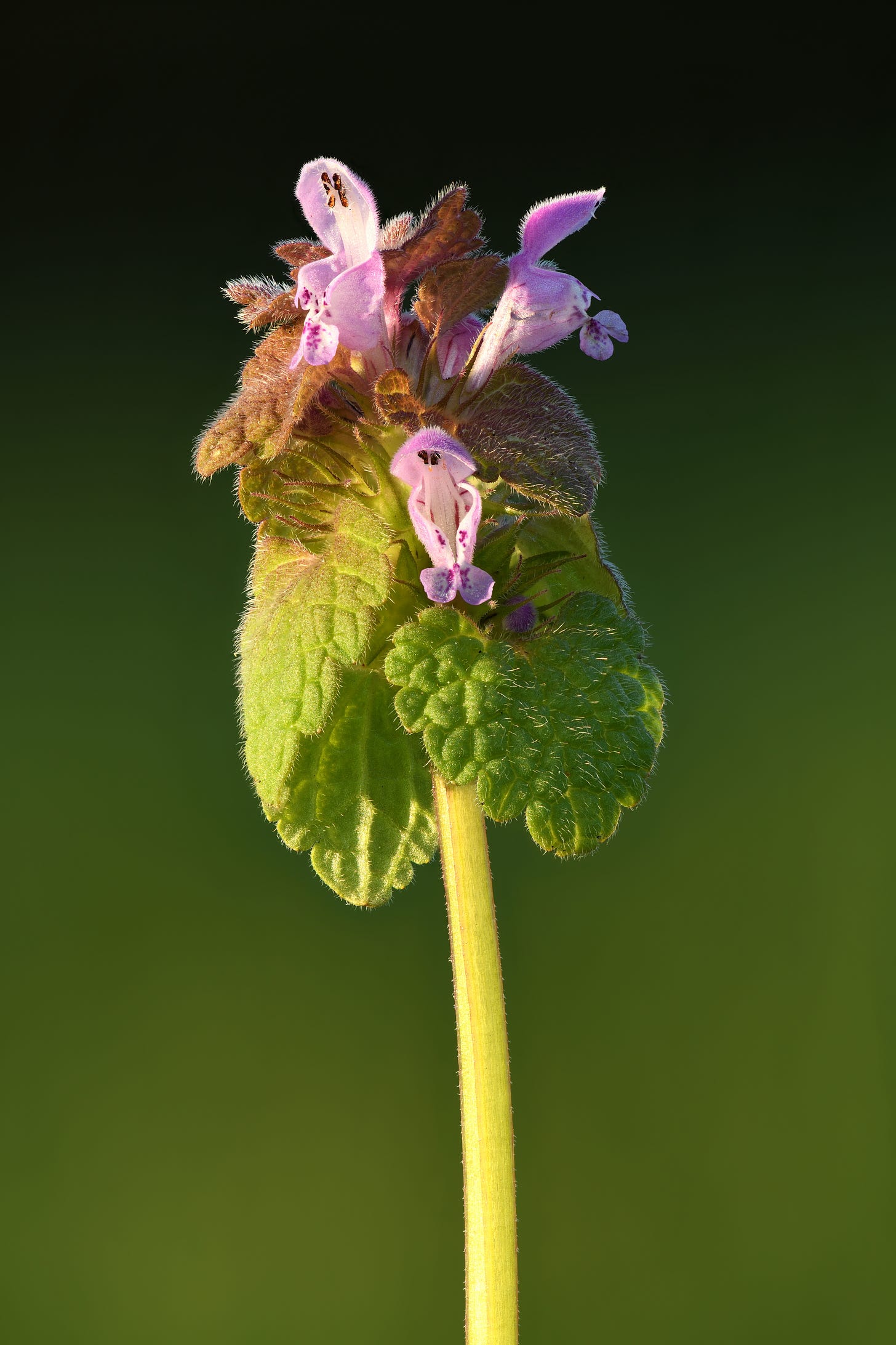 https://upload.wikimedia.org/wikipedia/commons/1/18/Lamium_purpureum_-_Tutermaa.jpg https://upload.wikimedia.org/wikipedia/commons/1/18/Lamium_purpureum_-_Tutermaa.jpg