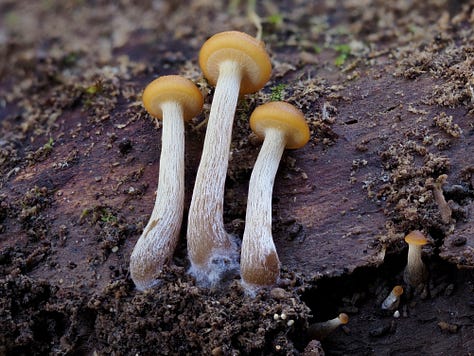 caramel capped mushrooms growing from wood