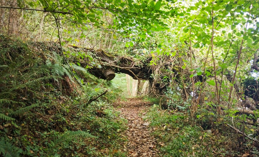 Árbol derribado en medio del sendero en el bosque