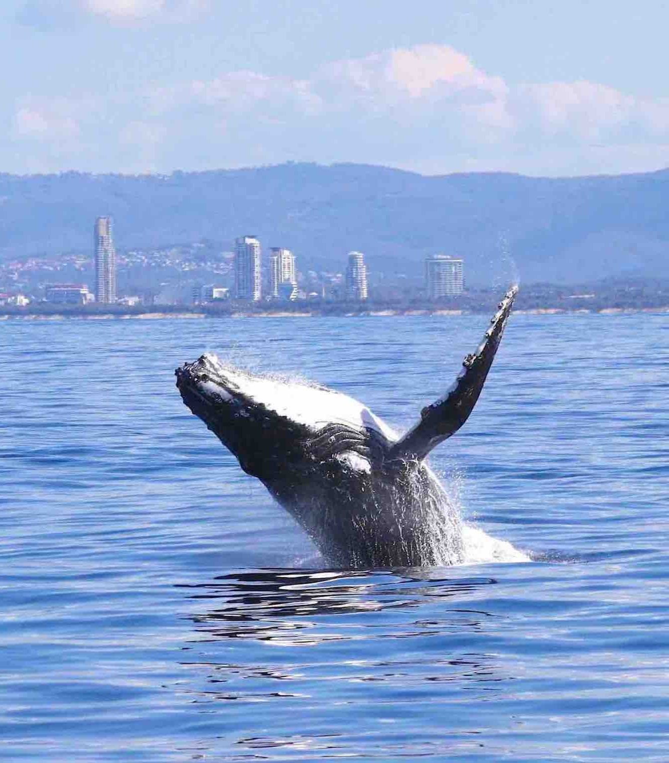humpback whale