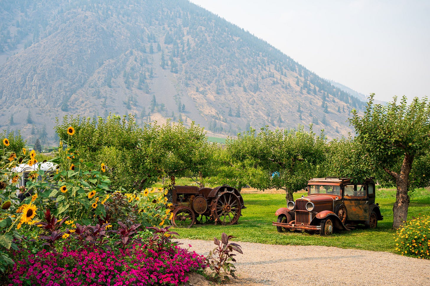 A working farm landscape featuring old, rusted vintage trucks parked next to a blooming sunflower garden and green orchards with a mountain in the background.