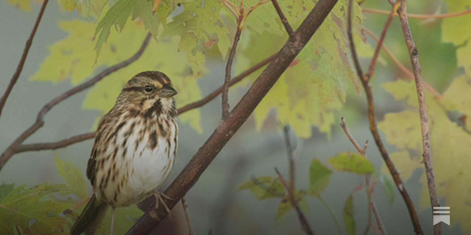 Song Sparrow Decides to Migrate or Gamble on Surviving Winter