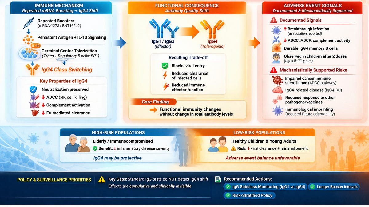 IgG4 Class Switching, Immune Tolerance, and Adverse Event Risk from Repeated mRNA Booster Vaccination