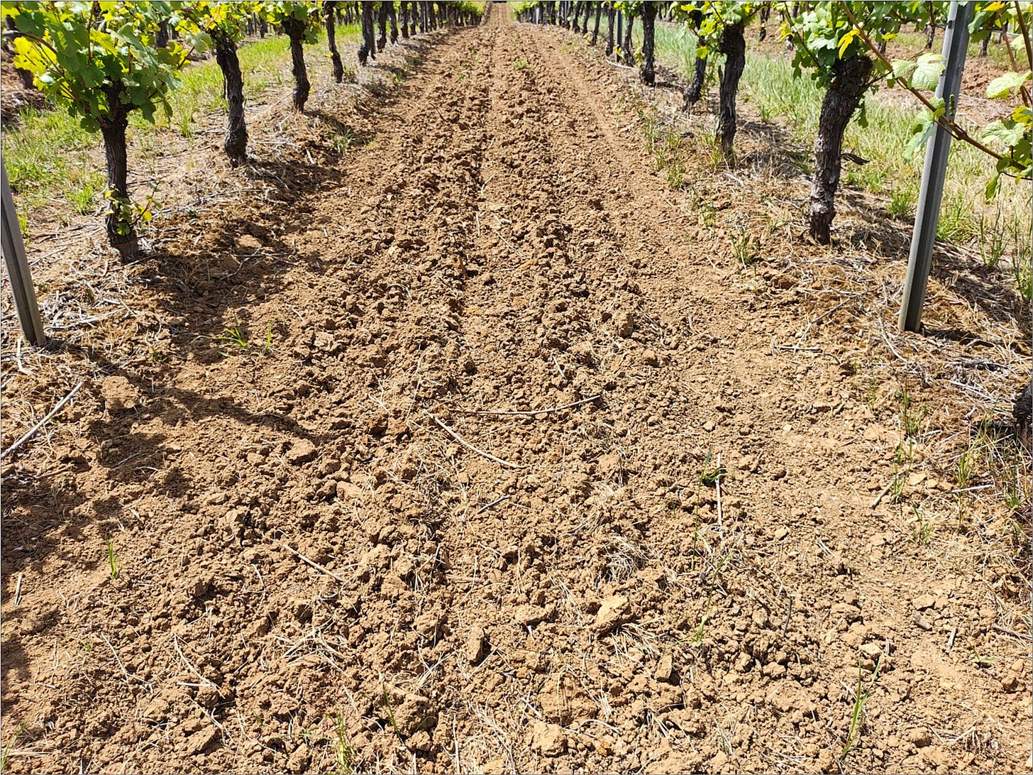 Ernie's "footprints" in the vineyard floor soil.