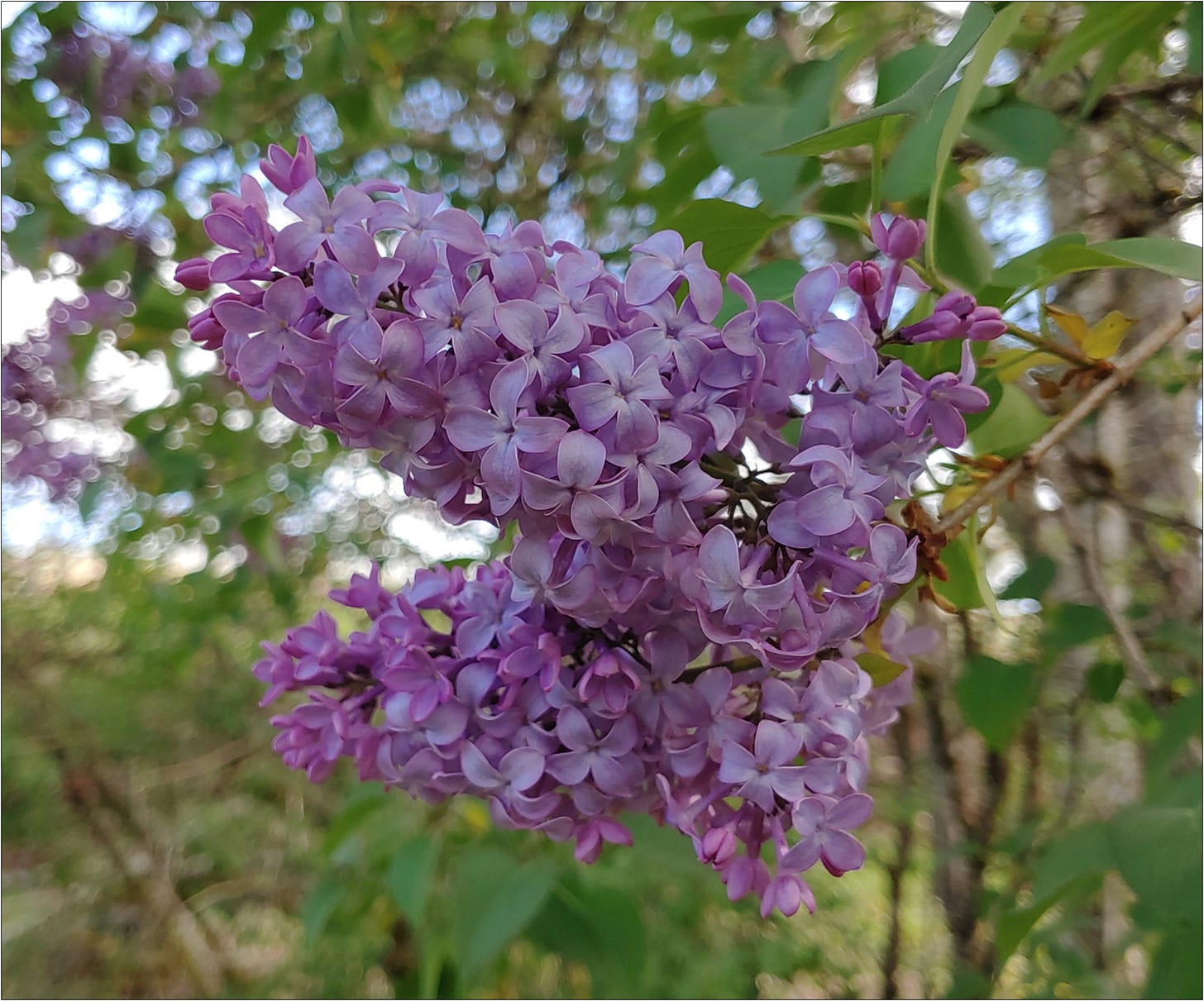 Spring lavender lilac blooming during bud break.
