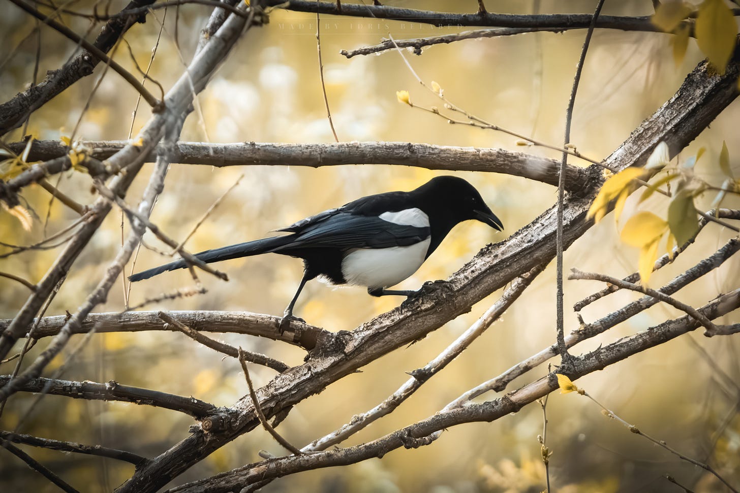 Magpie