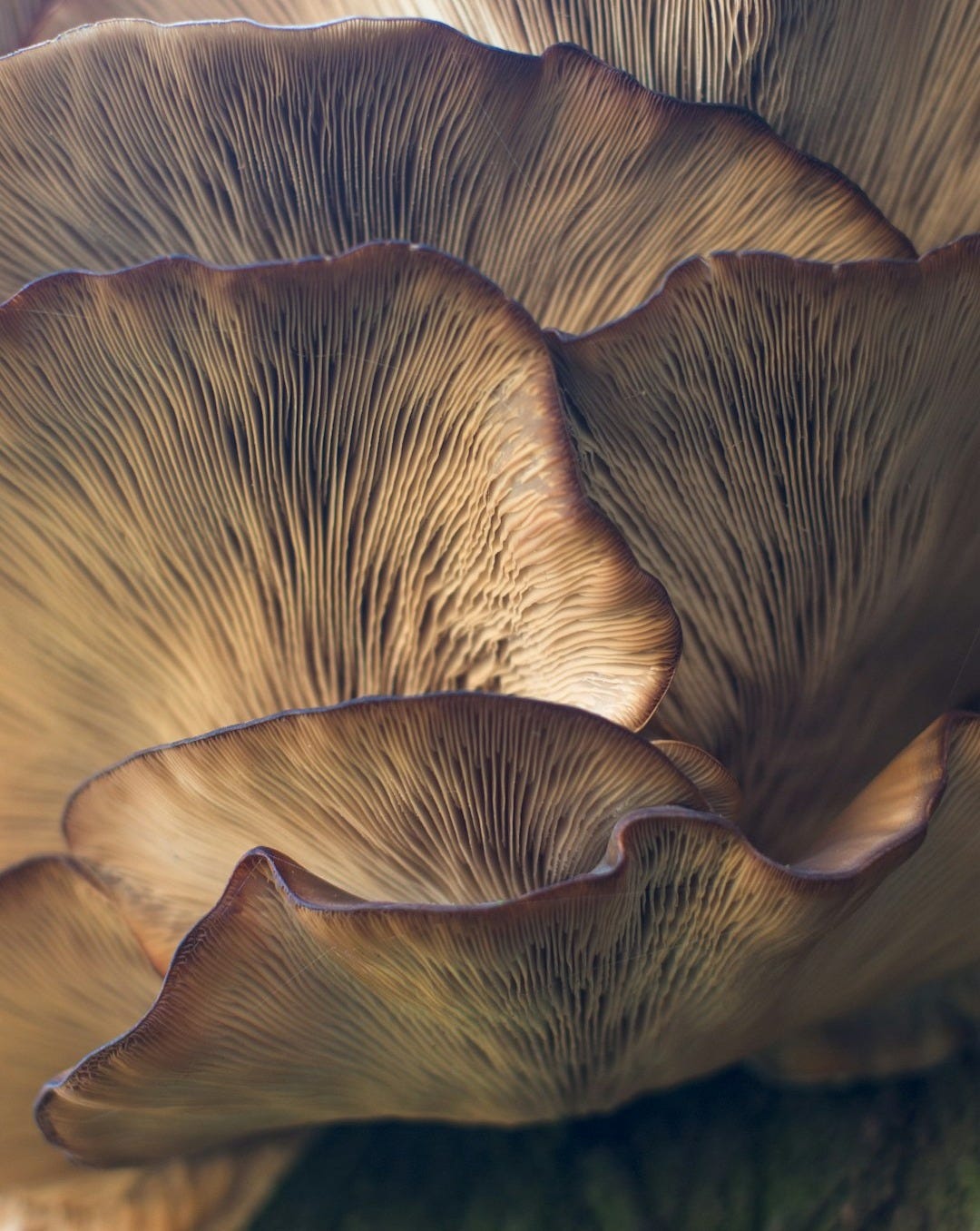 selective focus photo of mushroom