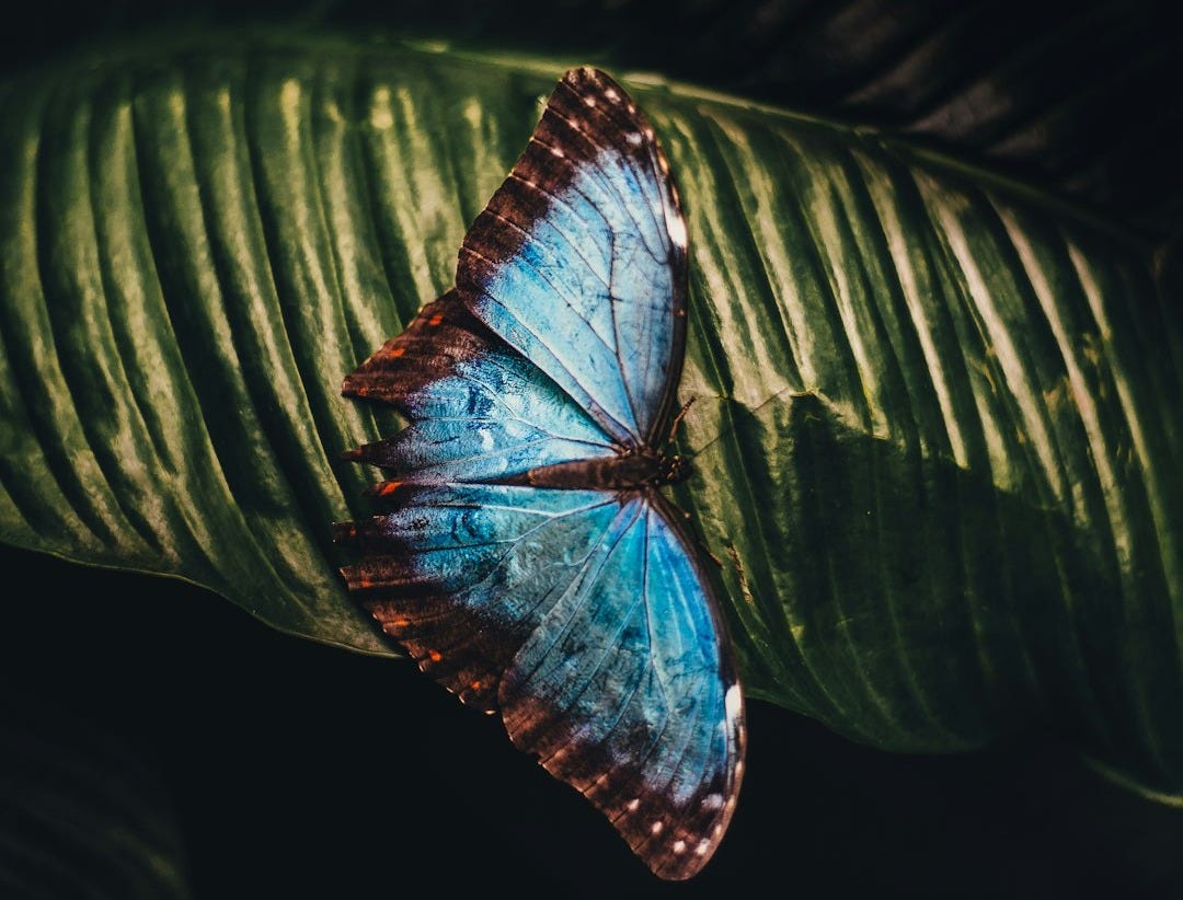blue and brown butterfly perching on leaf