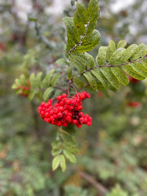 A photo of step railings from a jetty into the water on a sunny day with blue sky, a night photo from Stockholm of a building with warm lights and glittery water, a close up of red berries hanging on a tree
