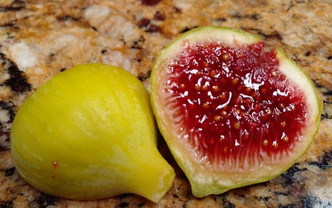 Ficus Palmata N1 aka White Punjab Fig