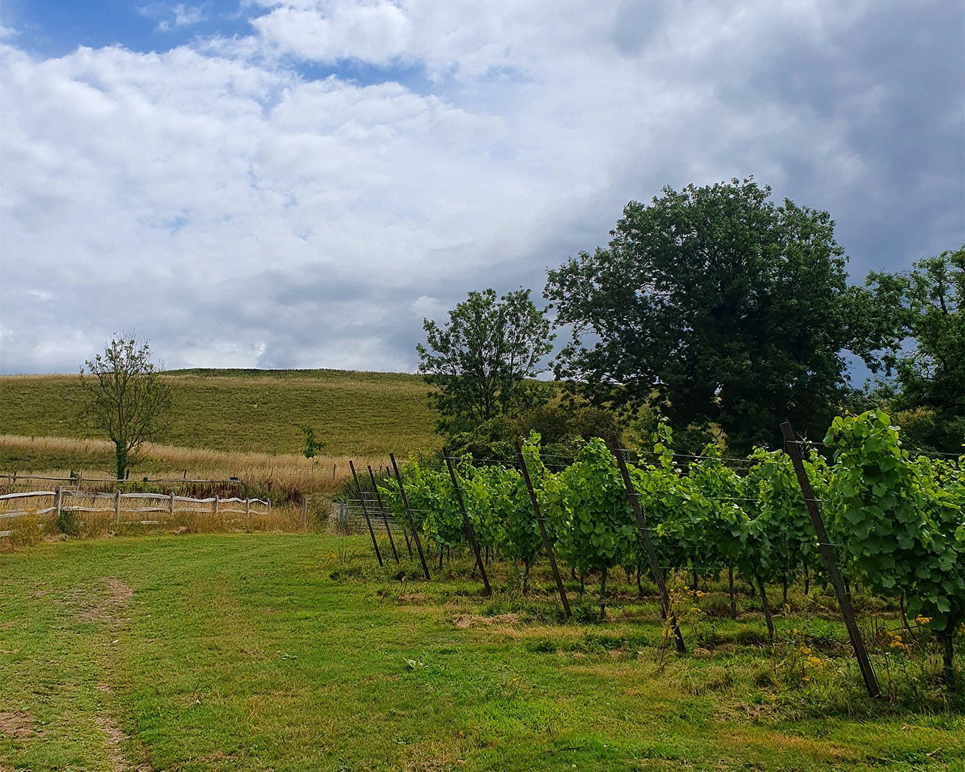 The vineyards at Wiston Estate under the sun, with a South Downs hill in the background