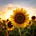 The Cheerful Sunflower's avatar