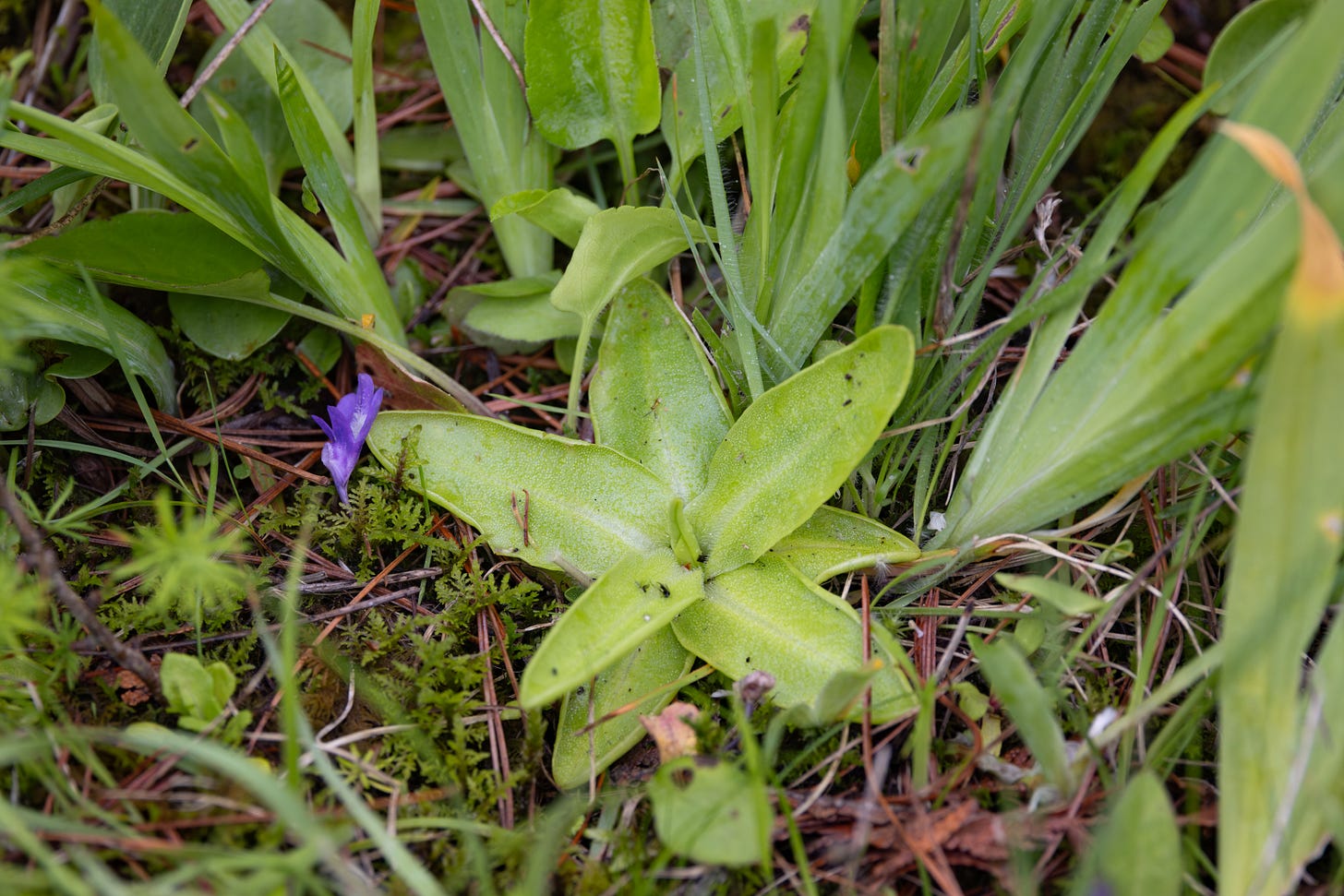 a butterwort plant - a lime green star-shaped relatively flat small forb, sitting in litter of pine needles and mosses. there is a few pieces of bug on one of the leaves.