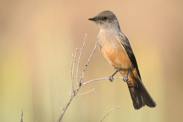 Say's Phoebe - eBird