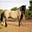 grulla's avatar