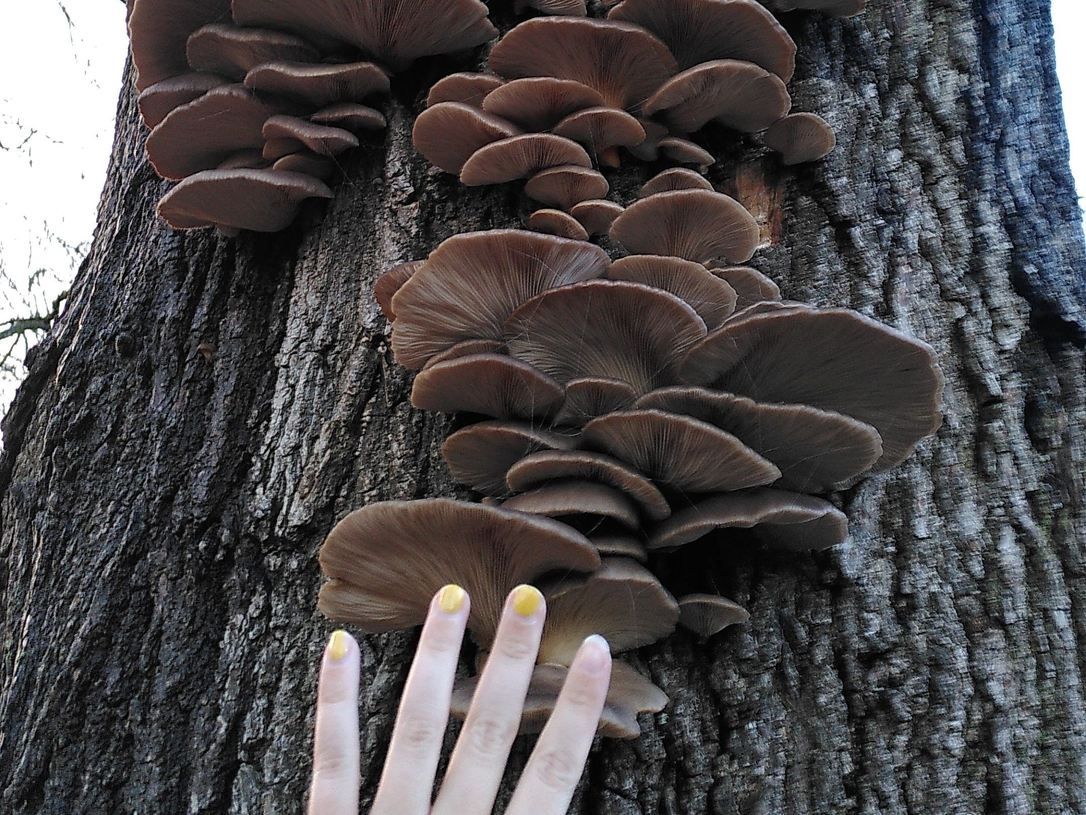 A hand against a series of large, flat brown mushrooms growing up the side of a big tree.