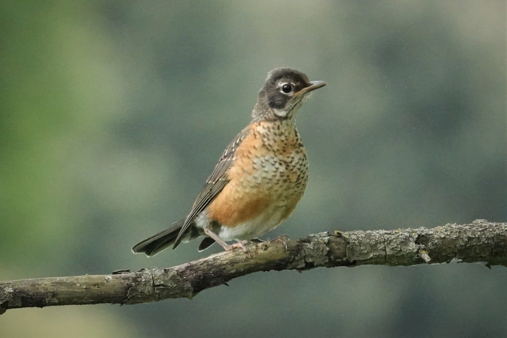 juvenile American Robin juvenile American Robin