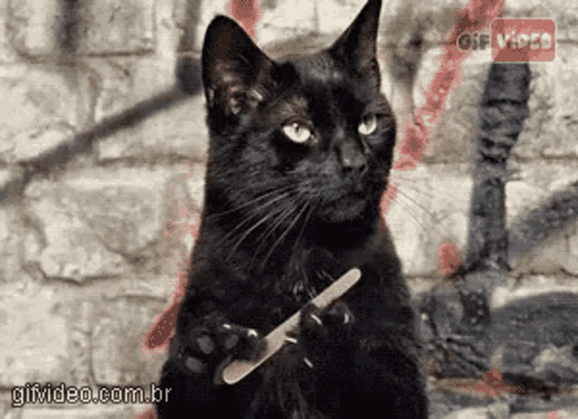 Gato GIF - Gato - Discover & Share GIFs
