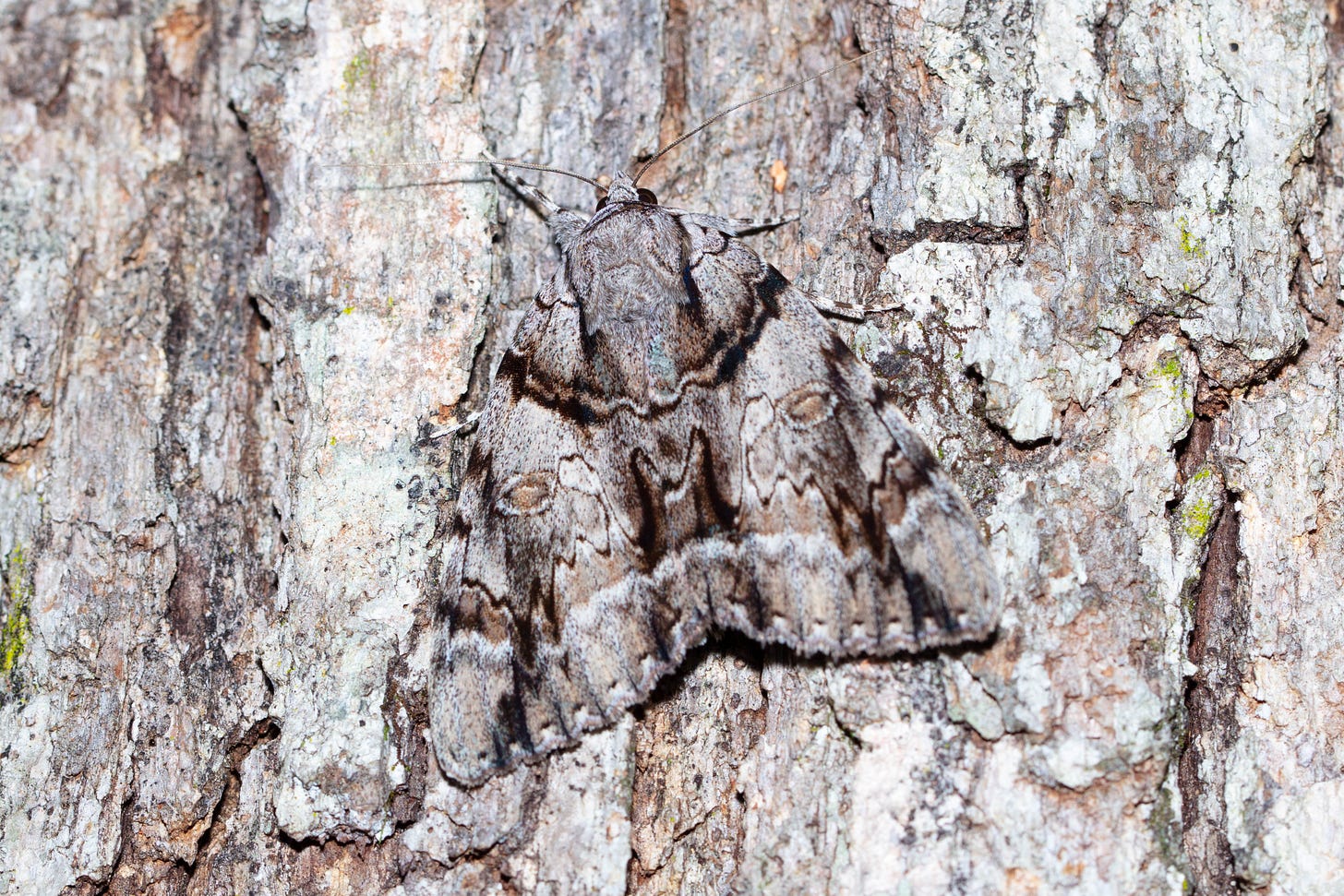 Against plates of brown tree barck, a moth rests flat. The moth's wings are the same brown as the tree bark with spots and squiggles in different shades of brown, making the moth almost appear as part of the tree bark