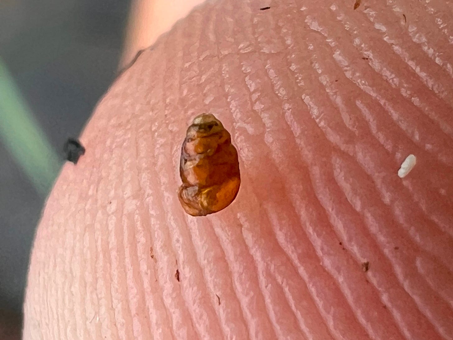 a small amber-colored, beehive-shaped snail on a fingertip, taking up maybe 3 ridges of a fingerprint