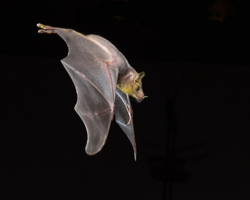 20210912-Bats-1022.jpg