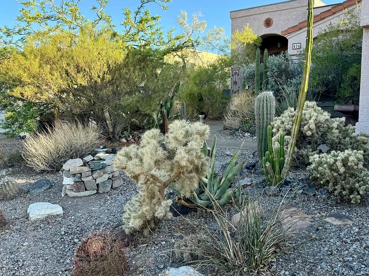 Mojave and Sonoran plants in a home front garden