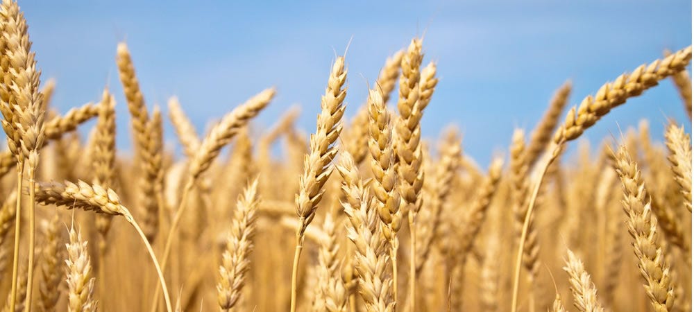 Sistema FAEP | Trigo sobe na Bolsa de Chicago após relatório do Usda