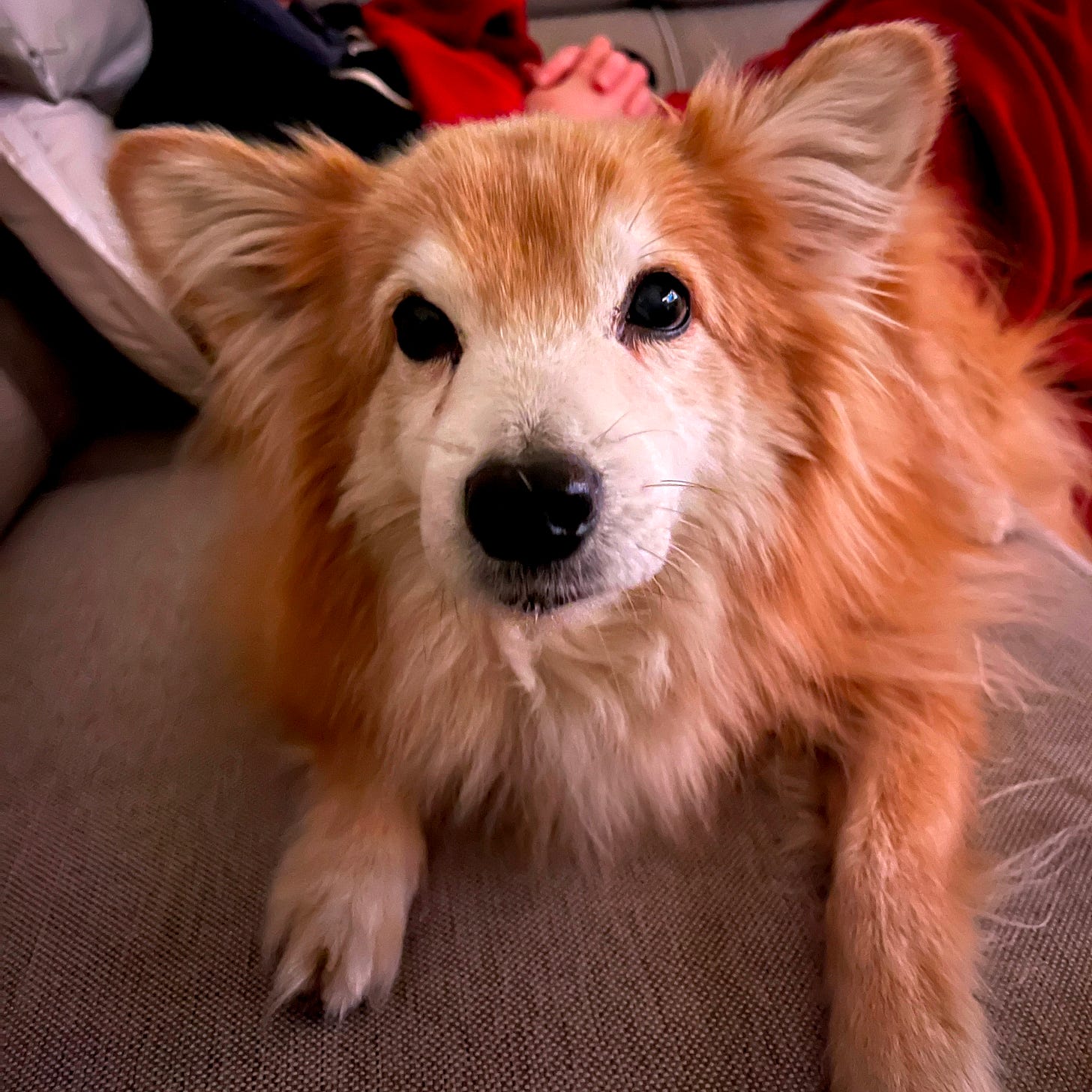 My adorable dog, Dexter. You'd like him. He's fluffy and sweet. My adorable dog, Dexter. You'd like him. He's fluffy and sweet.