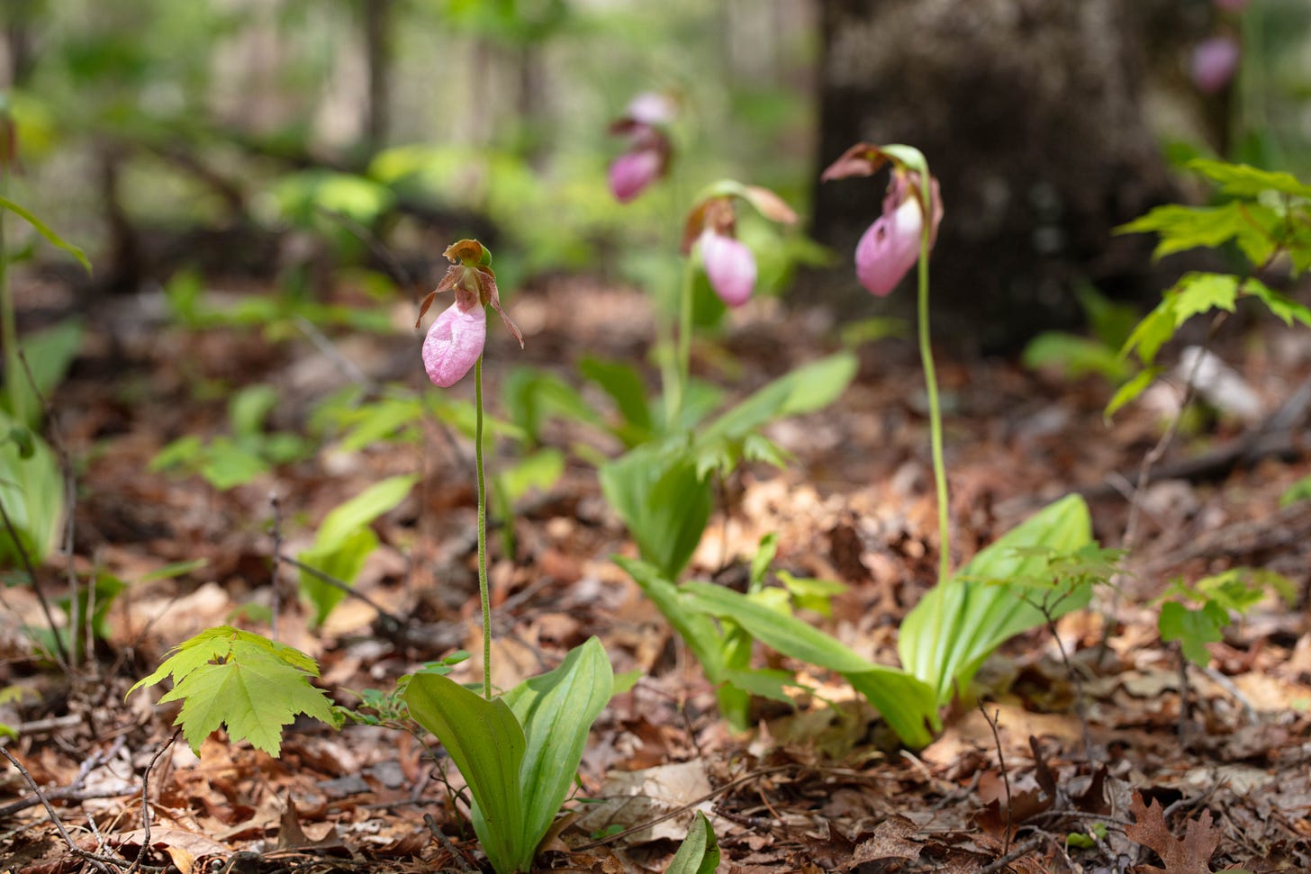 A group, somewhat close-up, of several pinklady's slipper orchids growing in the forest.
