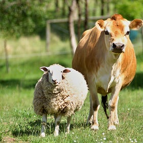 Homeopathy & Parasitism