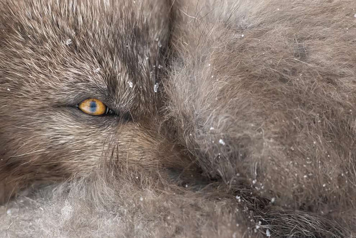 Un renard arctique aux aguets