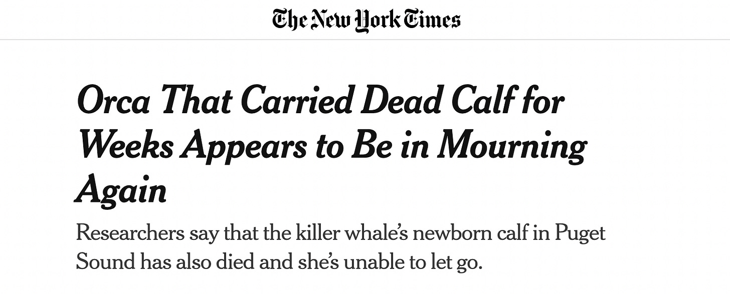 Headline: Orca That Carried Dead Calf for Weeks Appears to Be in Mourning Again