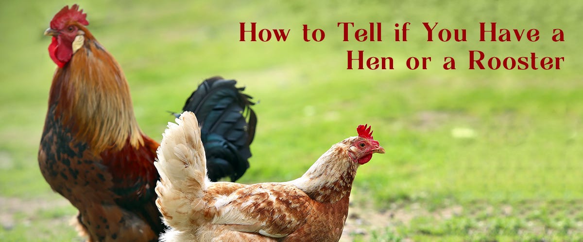 Image result for dear rooster