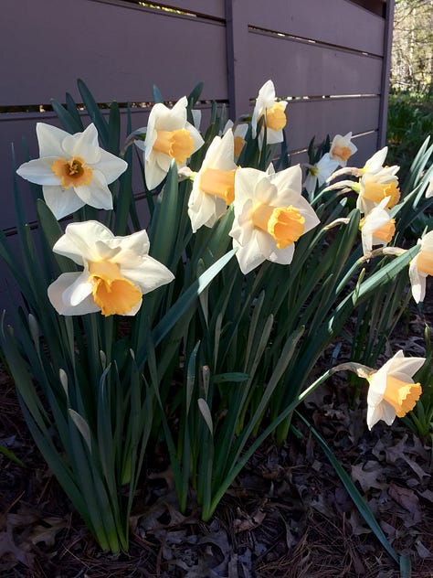 Images of spring flowers.