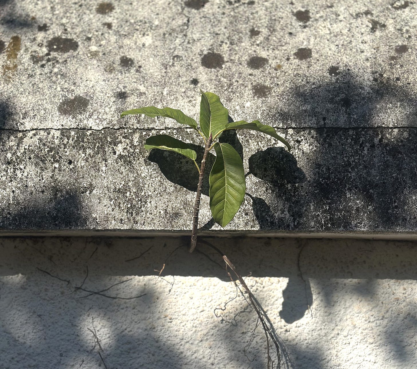 Um broto floresce em meio ao concreto