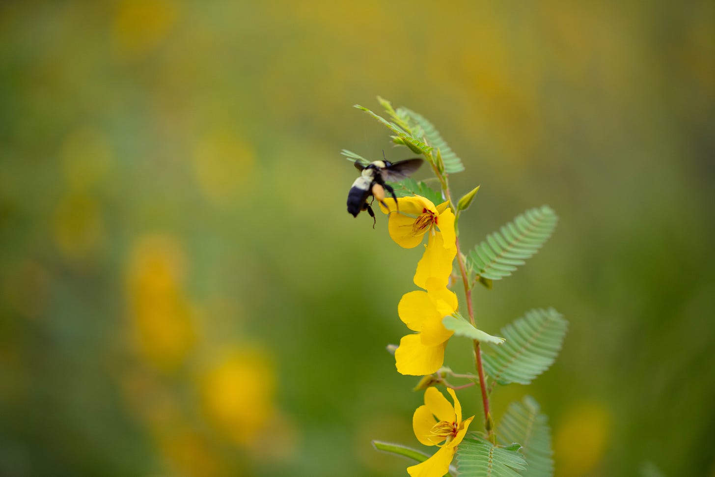 A single yellow-flowering plant is in focus, with a bumblebee in flight, approaching the plant. In the background are other plants in the field, a soft focus blur of yellow and green
