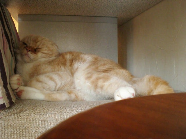 Nyafe Melange Cat Cafe Ebisu Nyafe Melange Cat Cafe Ebisu