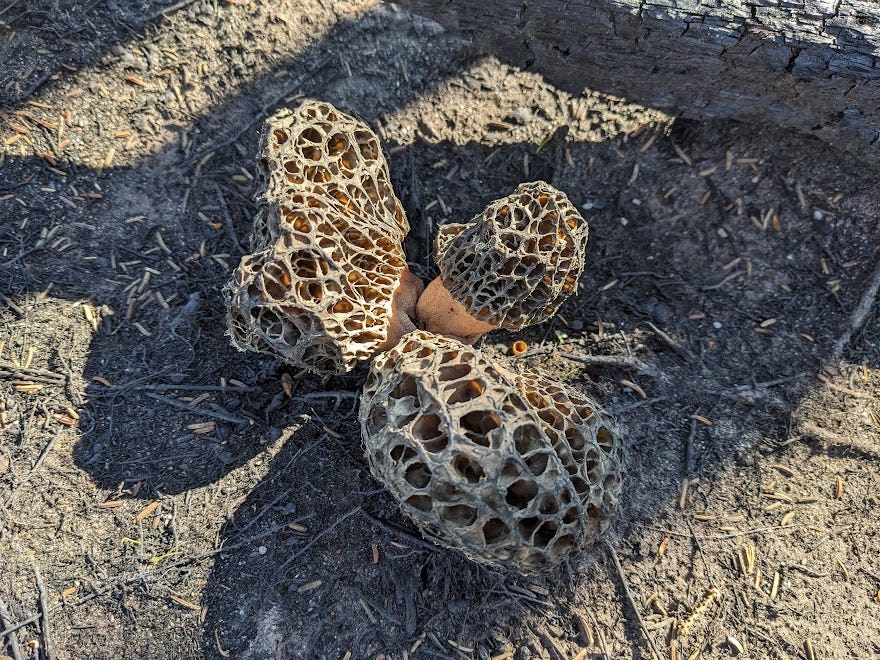 older morels